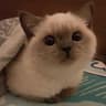 Profile picture of Weeping Kittens